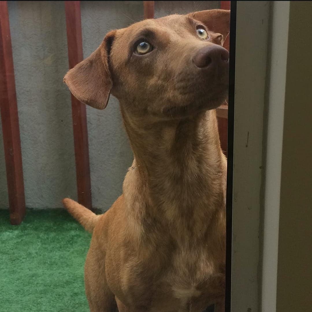 Hospedagem Domiciliar