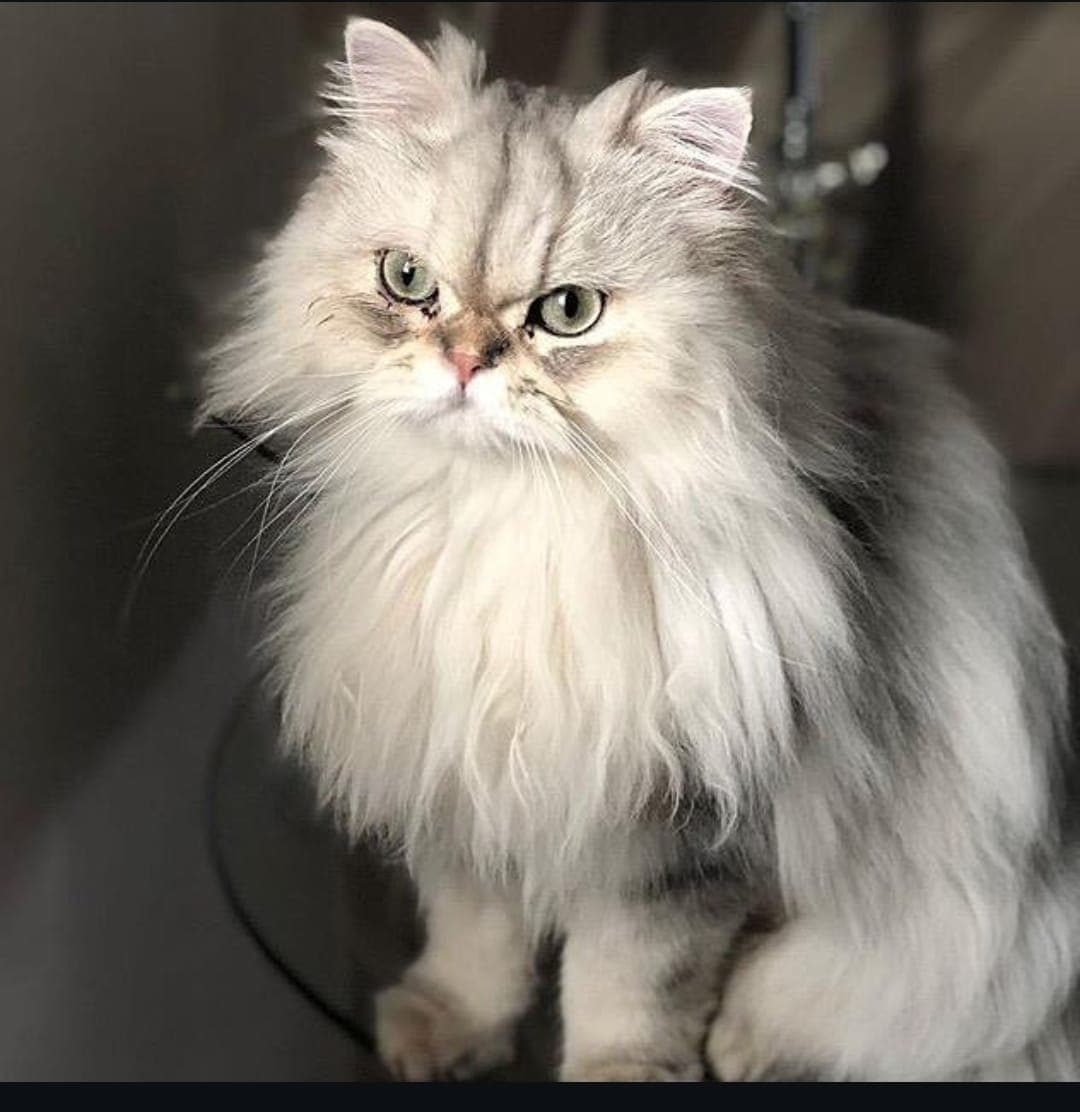 Tosa Máquina e Tesoura